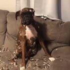 The look of pure guilt