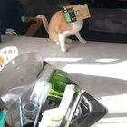 Kids trying out vr for the first time lol