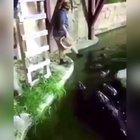Yes, those are alligators. Yes, he survives.