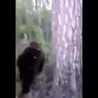 Just going to kick this wild bear