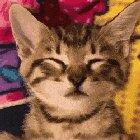 Sleepy kitten doing a face hug