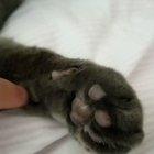 Awww, look at his cute little...