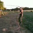Hold my beer while I lasso this cow