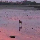 A deer prancing along a beach at low tide.