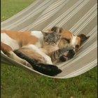 Best friends taking an afternoon nap together.