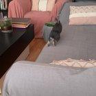 Not everybody is unhappy about the quarantine