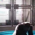 Gorilla takes a bath