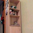 Expert hider of the reindeer.