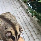 Just a video of my obese 8 yo sugar glider, Sunblock (She is on a diet, don’t worry).
