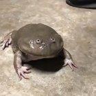 Fear the Beast’s Roar