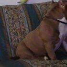 Just a bird and a doggo in quarantine