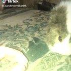 Furry potatoes can&rsquo;t eat potatoes. Who&rsquo;da thought?