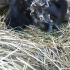 Let me check the chicken.