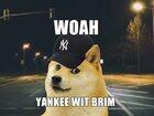 The search for le yankee wit no brim