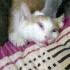 Human he stole my catnip