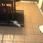 I’m honor of Halloween coming up, I present to you a ferret doing a zoom while dressed as a bat.