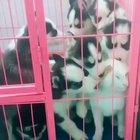 Whenever a girl join's chatroom