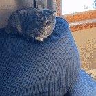 Cat short circuits from the cheese challenge