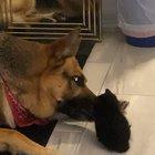 My German Shepherd welcoming the new baby 🥺