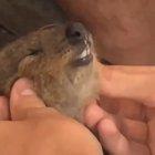 With all the quokka posts, here's a contented one getting a cheek rub!