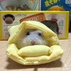 Hamham getting comfy