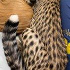 Cuddles with rescue pup, Remus, and his cheetah friend, Kris, part 2!