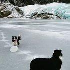Border Collies playing with a chunk of ice
