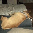 Dog eaten by monster couch