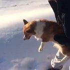 Dog is getting thrown outta an airplane