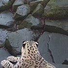 Jesse the Snow leopard notices a new camera in her enclosure
