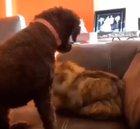 Dog pets cat, cat hugs dog.