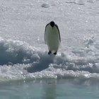 Penguin heading on down to the water