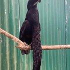 🔥 The Long-wattled Umbrellabird is truly unique 🔥