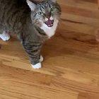 Cat doesn't like her owners being home all day