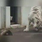 Who’s the real TIGER in the house?