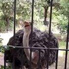 This Ostrich Must Be From South Asia