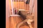 Pet gate was no match for doggo.