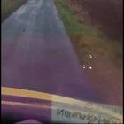 Scottish driver gets mad at annoying sheep.