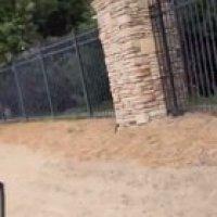 “Oh look, puppies!”