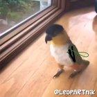 pOor BirB sUrgIcAlLy aLteReD and FoRcE tO bIrB hOp !!
