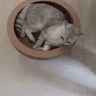 KiTtEn fUcKiNg dEcApItAtEd bY cOuCh