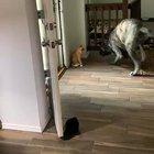 Cat vs doggo