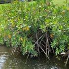 My dad rescued a dog that was stuck in our canal. Had her back with her owners less than an hour later.