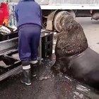 🔥 Wild seal waiting for food from local fisherman