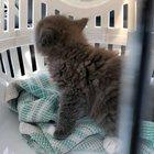 Just brought this little guy home!