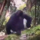 Udyr after being almost the same for 10 years