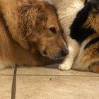 My cat Sally was a year and a half old when I got my golden retriever mix. Sally still acts like her Mom