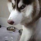Husky tries to comprehend