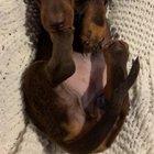 Is there anything cuter than Dachshund puppies?