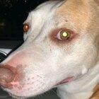 Why is he so mean to his dog?